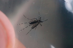Stegomyia