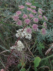 Seseli annuum