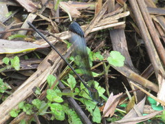 Psolodesmus mandarinus