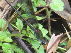 Psolodesmus mandarinus