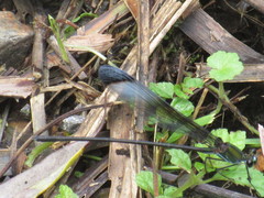 Psolodesmus mandarinus