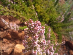 Erica alopecurus