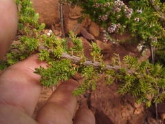 Erica alopecurus