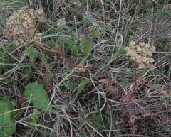 Seseli annuum