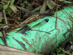 Psolodesmus mandarinus