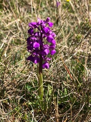 Anacamptis morio morio