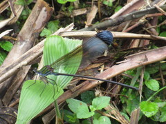 Psolodesmus mandarinus