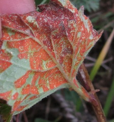 Coleosporium campanulae