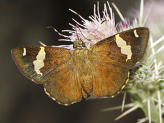 Celaenorrhinus dhanada