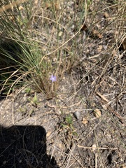 Wahlenbergia marginata
