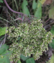 Seseli annuum