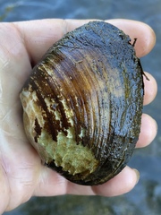 Ellipsaria lineolata