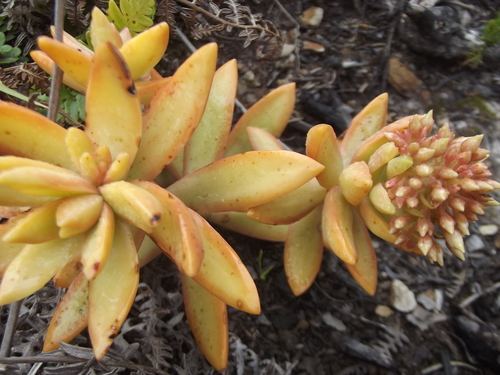 Sedum adolphi Raym.-Hamet