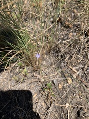 Wahlenbergia marginata
