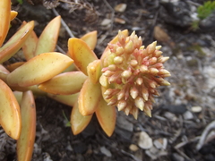 Sedum adolphi