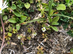 Cerastium diffusum