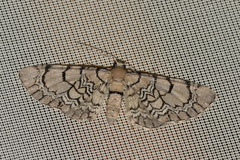 Eupithecia venosata