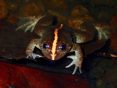 Occidozyga laevis