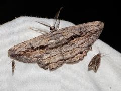 Scioglyptis loxographa