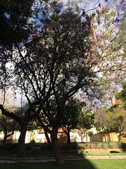 Jacaranda mimosifolia