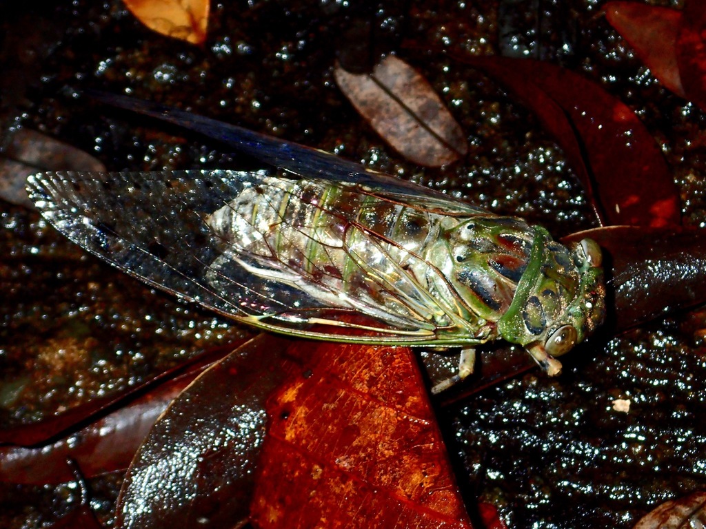 Champaka virescens