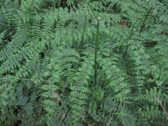 Dennstaedtia scandens