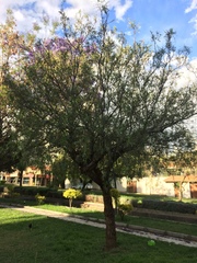 Jacaranda mimosifolia