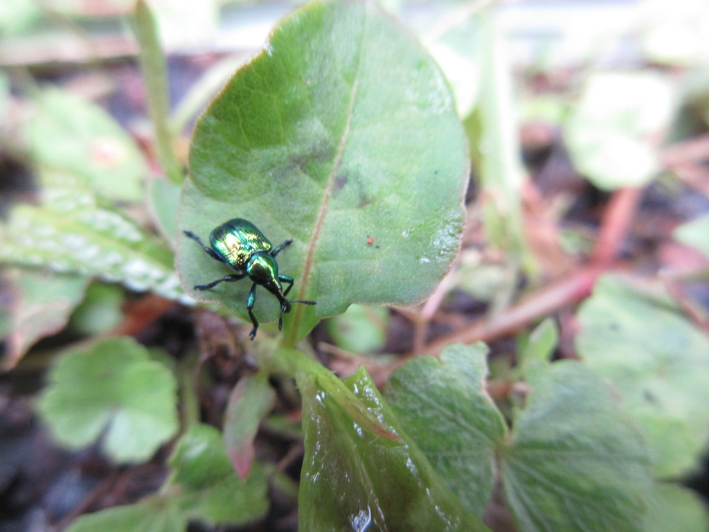 Byctiscus impressus
