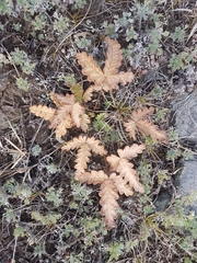 Potentilla leucophylla