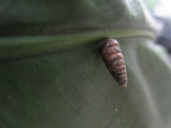 Pseudobuliminus incertus