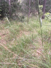 Austrostipa oligostachya
