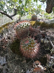 Mammillaria scrippsiana