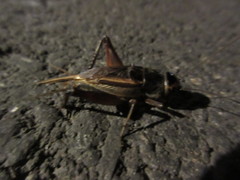 Teleogryllus occipitalis