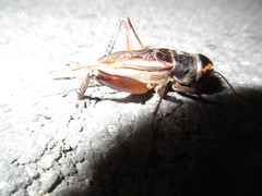 Teleogryllus occipitalis