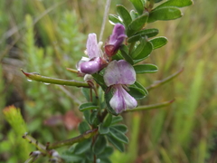 Indigofera concava