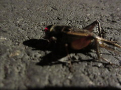 Teleogryllus occipitalis