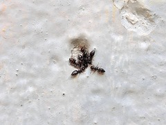Crematogaster