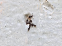 Crematogaster