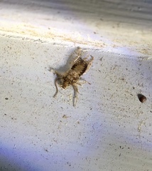 Parellipsidion latipenne