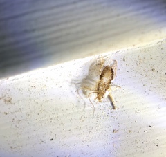 Parellipsidion latipenne