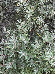 Hippophae