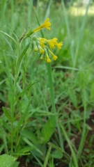 Lithospermum strictum