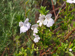 Prostanthera behriana