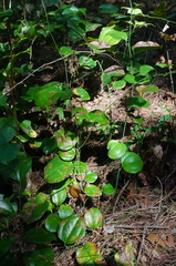 Smilax china