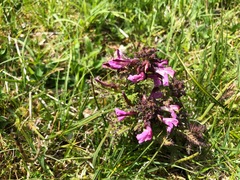 Pedicularis palustris