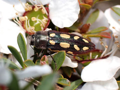 Castiarina parallela