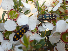 Castiarina parallela