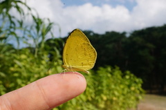 Eurema mandarina