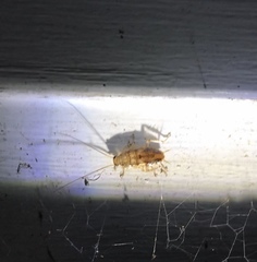 Parellipsidion latipenne