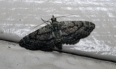 Eupithecia longidens